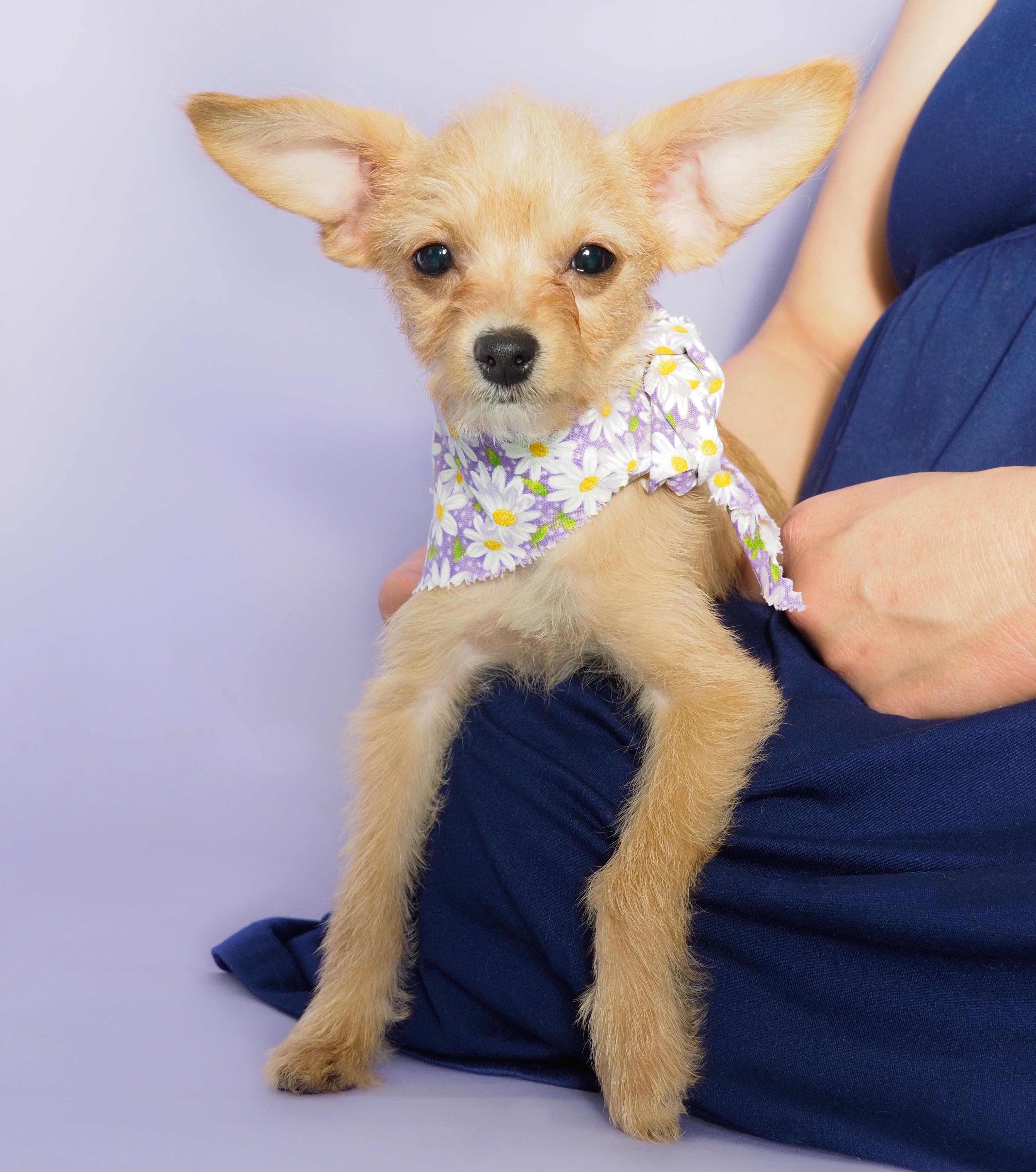 A baby small-sized female Apricot / Beige Chihuahua dog named Daisy for adoption in PHOENIX, AZ