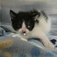 A baby small-sized female Black Domestic Short Hair cat named Nancy for adoption in Fort Collins, CO