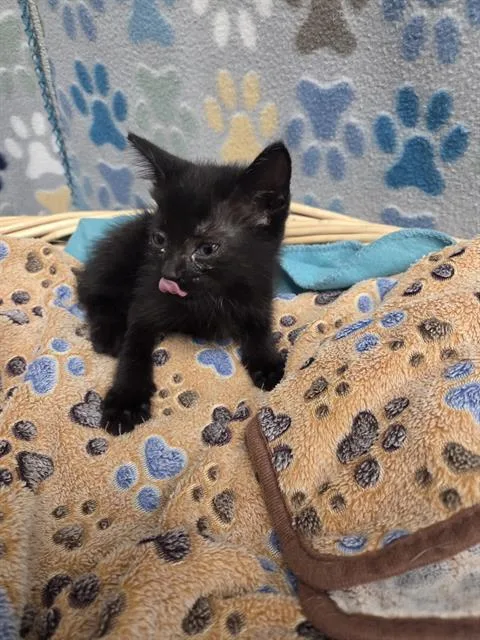 A baby small-sized female Domestic Short Hair cat named Cielo for adoption in Rosenberg, TX
