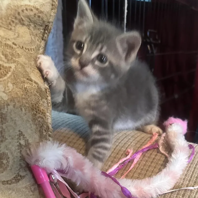 A baby small-sized male Domestic Short Hair cat named Tj for adoption in Columbia, MO