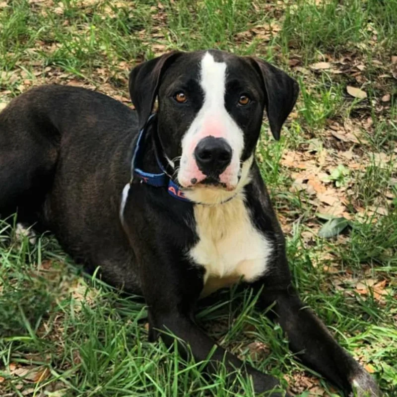 An adult large-sized male Black American Bulldog dog named Frijoles aka Bean JuM for adoption in Austin, TX
