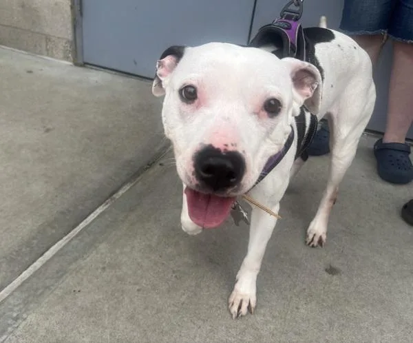 A senior medium-sized female Mixed Breed dog named Quinn Fabray for adoption in New York, NY