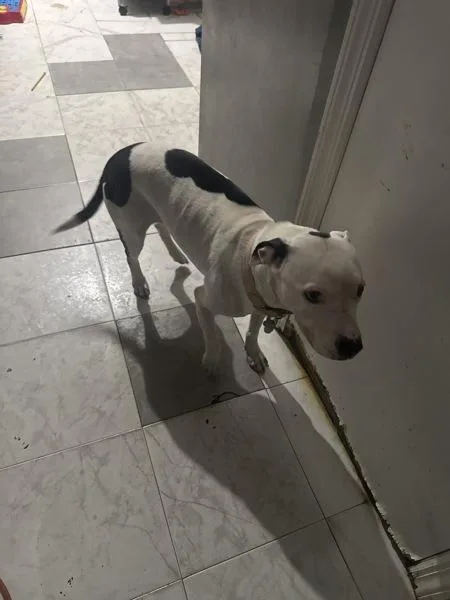 Quinn Fabray thumbnail 2