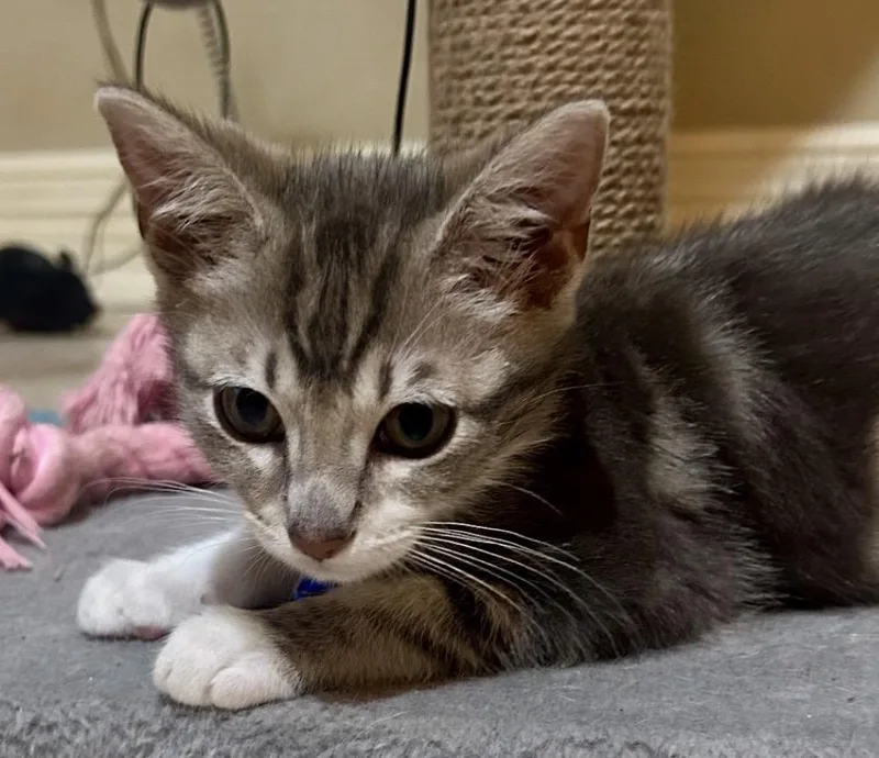 A young small-sized female Tabby (Gray / Blue / Silver) American Shorthair cat named Dori for adoption in Houston, TX