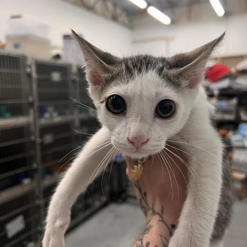 A baby small-sized male White Domestic Short Hair cat named Zach for adoption in Las Vegas, NV