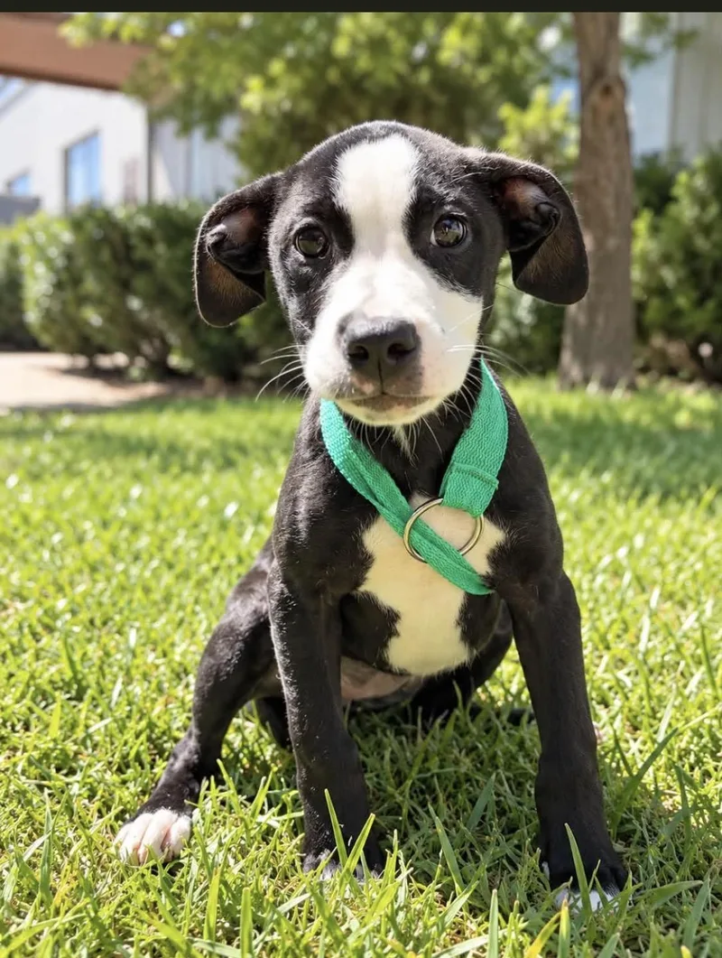 A baby medium-sized female Black Mixed Breed dog named Izzy for adoption in Alexander City, AL