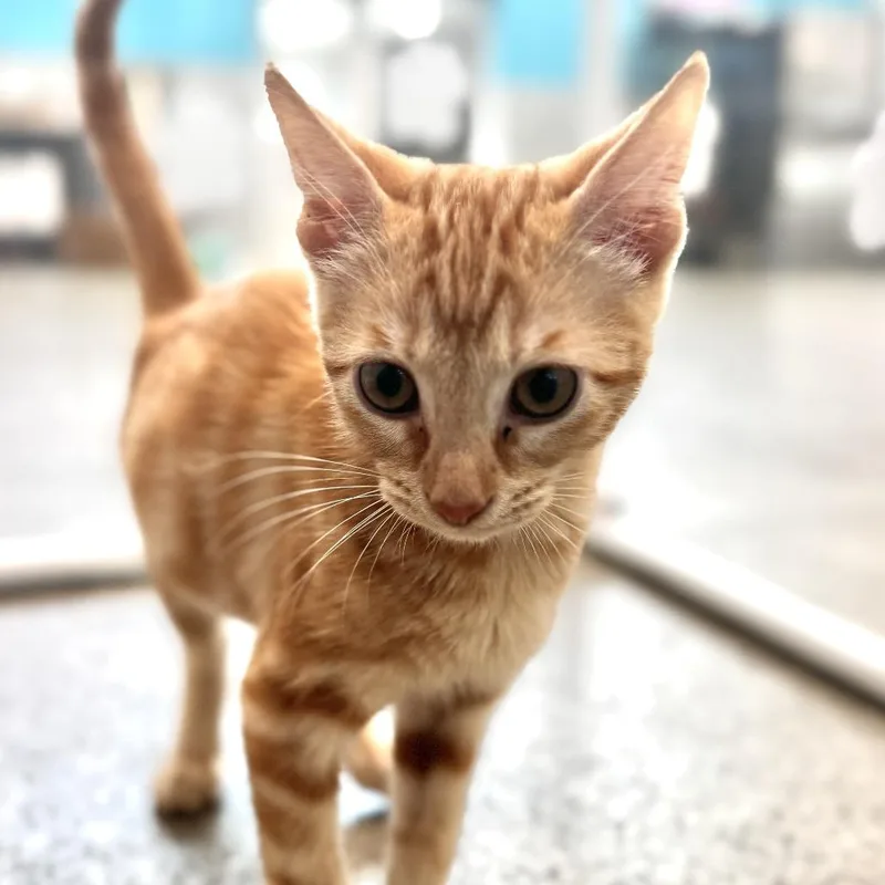 A baby small-sized male Orange / Red Domestic Short Hair cat named Gary for adoption in Bradenton, FL