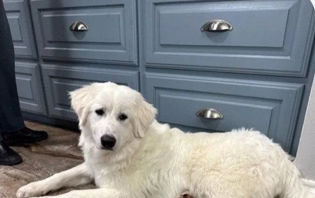 A young large-sized male White / Cream Great Pyrenees dog named Jeff for adoption in Spring, TX