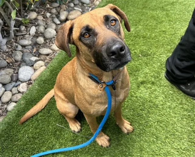 An adult large-sized female Rhodesian Ridgeback dog named Harley for adoption in San Jose, CA