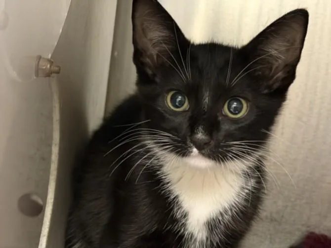 A young small-sized male Domestic Short Hair cat named Mickey for adoption in San Pedro, CA