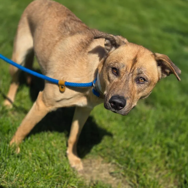 A young medium-sized female Apricot / Beige Husky dog named Bette for adoption in Fort Wayne, IN