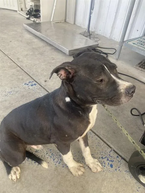 A young large-sized male Pit Bull Terrier dog named Murphy for adoption in Bakersfield, CA