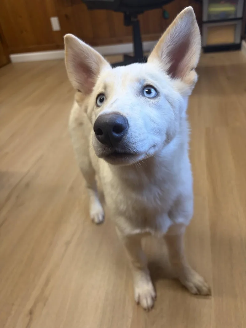 A baby medium-sized female Husky dog named Ailynn for adoption in Raleigh, NC
