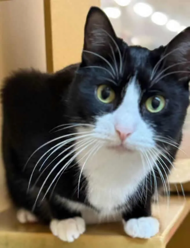A young medium-sized male Black & White / Tuxedo Domestic Short Hair cat named Mimi And Pepito ^^ for adoption in Miami, FL