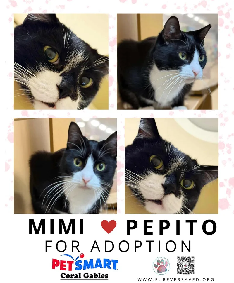 Mimi And Pepito ^^ thumbnail 5
