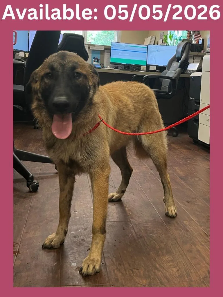 A young large-sized female Great Pyrenees dog named Dog Kennel  Cocoa for adoption in Greenville, TX