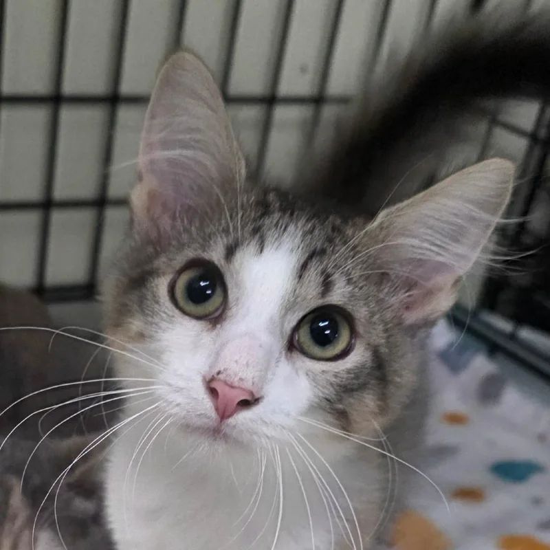 A baby small-sized male Domestic Long Hair cat named Cuddles for adoption in Bronson, FL