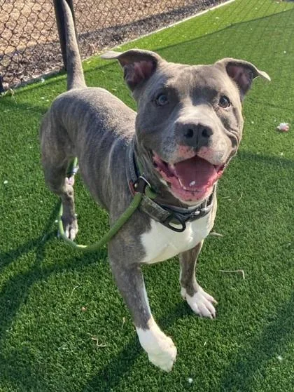 An adult large-sized male American Staffordshire Terrier dog named Blu for adoption in Chesapeake, VA