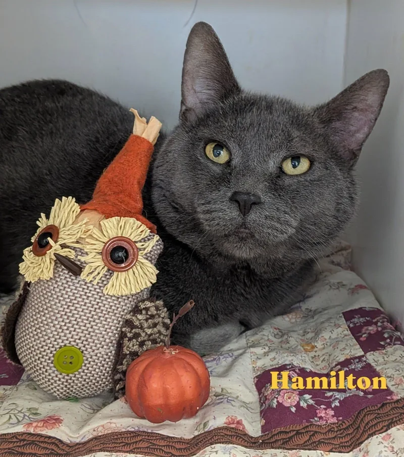 An adult large-sized male Domestic Short Hair cat named Hamilton for adoption in Flint, MI