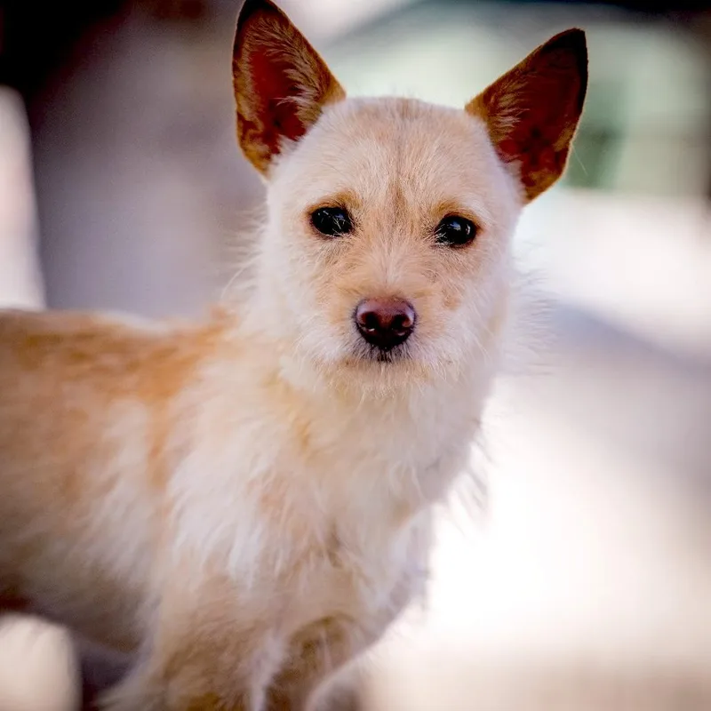 A young small-sized female Apricot / Beige Terrier dog named Foxy for adoption in Joshua Tree, CA
