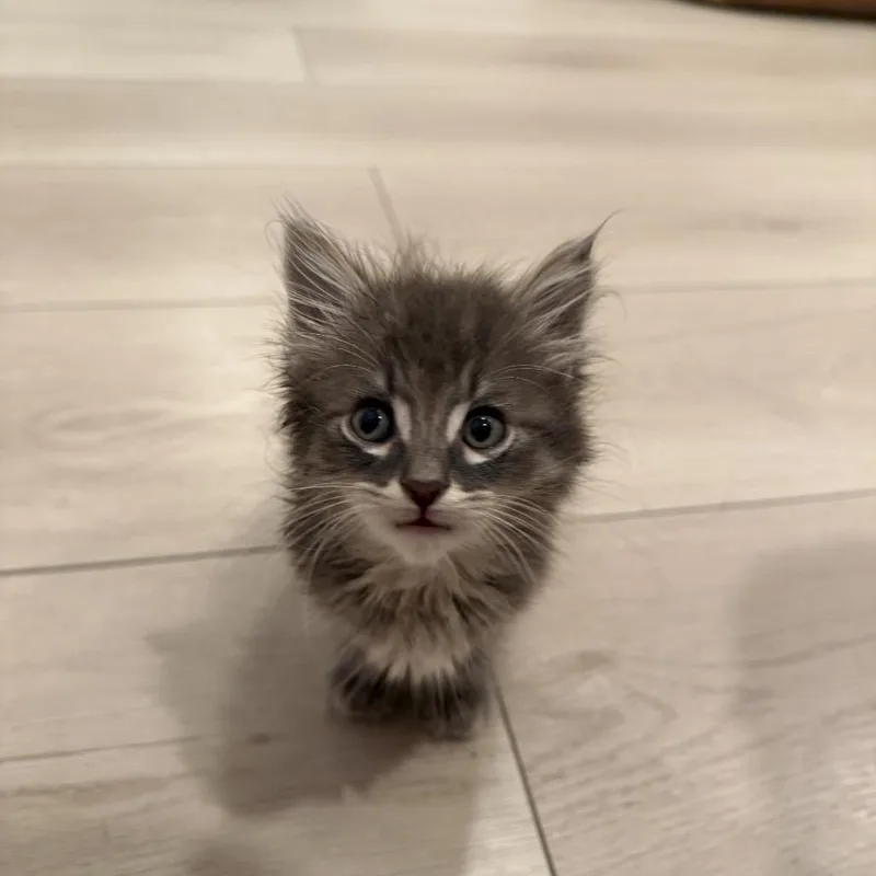 A baby small-sized male Gray / Blue / Silver Domestic Medium Hair cat named Fluffy for adoption in Tustin, CA