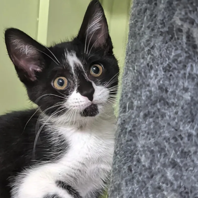 A baby small-sized female Black & White / Tuxedo Domestic Short Hair cat named Cherry for adoption in West Jefferson, OH