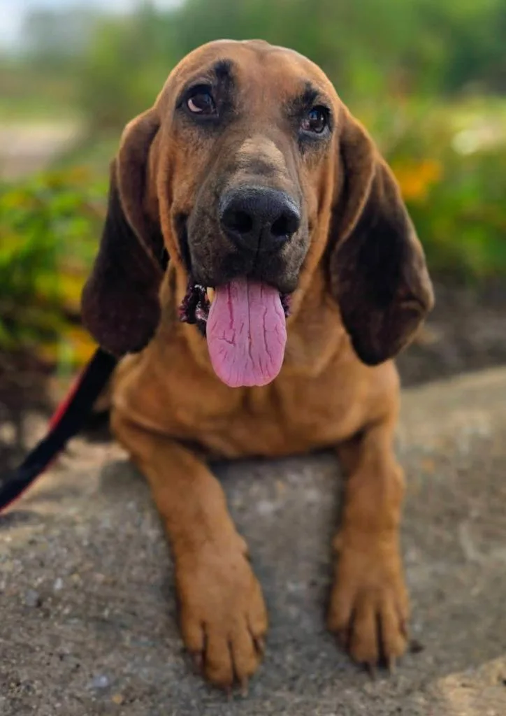 An adult large-sized male Bloodhound dog named Amos for adoption in Warren, MI