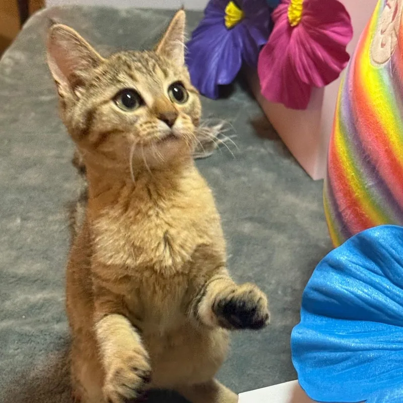 A baby small-sized female American Shorthair cat named Lacey for adoption in Kansas City, MO