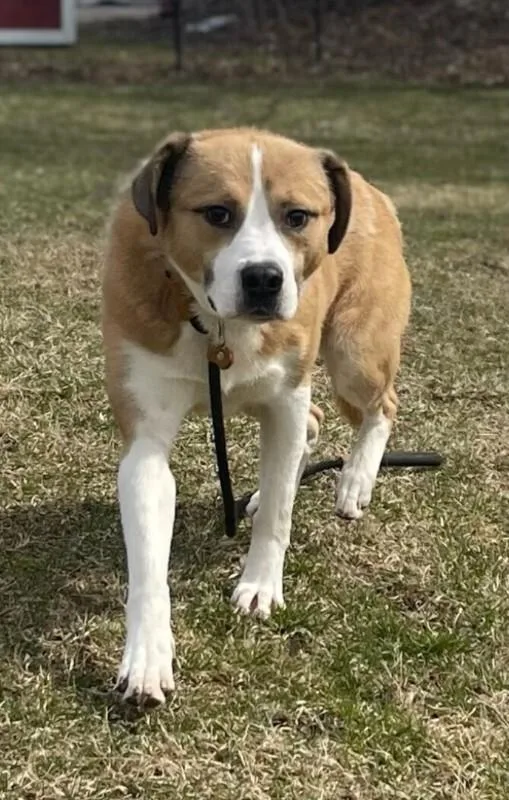 A young medium-sized male American Bulldog dog named Dennis for adoption in Cortland, NY