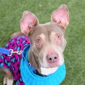 A senior medium-sized female Brown / Chocolate Mixed Breed dog named Venus for adoption in Glenfield, NY