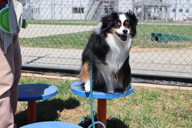 Falcon Mini Aussie