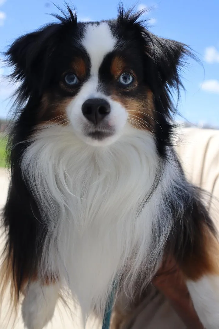 Falcon  Mini Aussie thumbnail 2