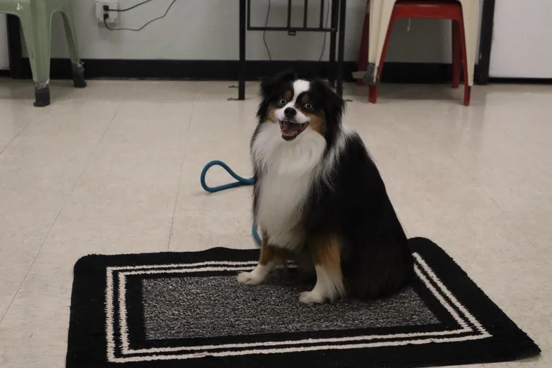 Falcon  Mini Aussie thumbnail 3