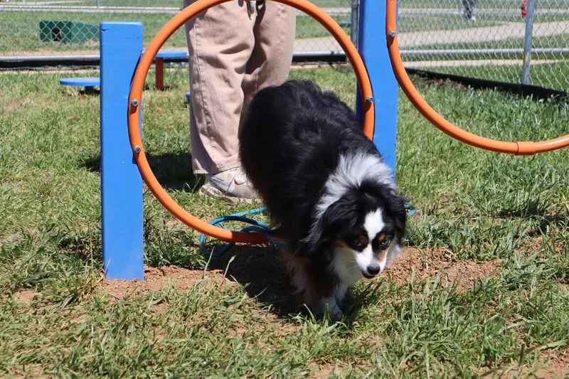 Falcon  Mini Aussie thumbnail 4