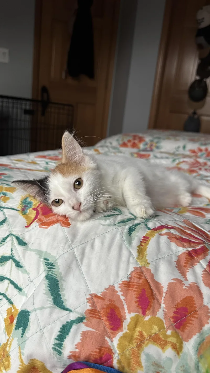 A baby medium-sized female Calico cat named Phish Food for adoption in Crystal Lake, IL