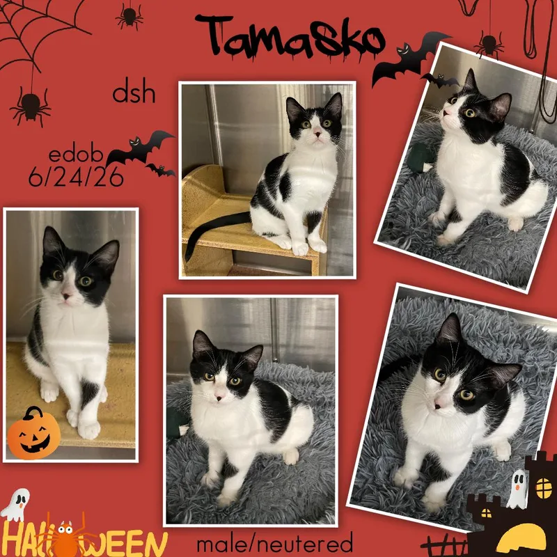 Tamasko ORT thumbnail 3