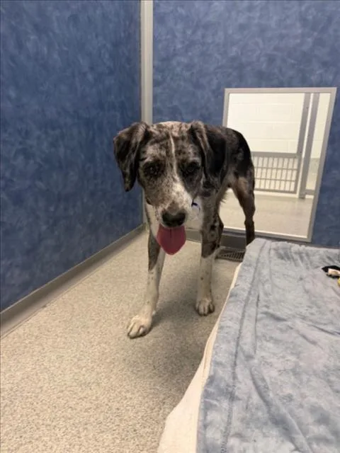An adult large-sized male Catahoula Leopard Dog dog named Slinky for adoption in Loveland, CO