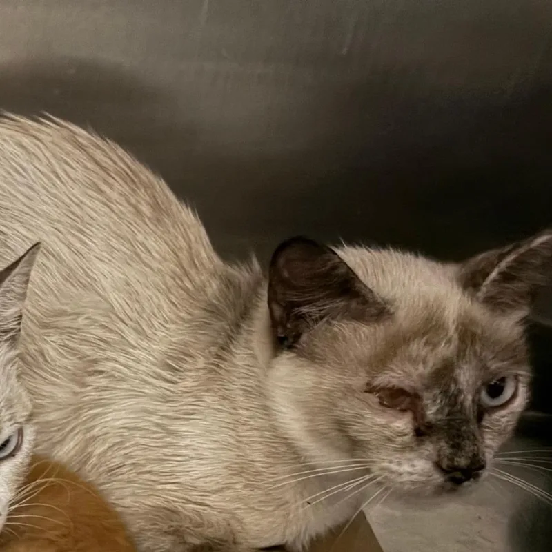 An adult small-sized female White Siamese cat named Shari for adoption in Kerrville, TX