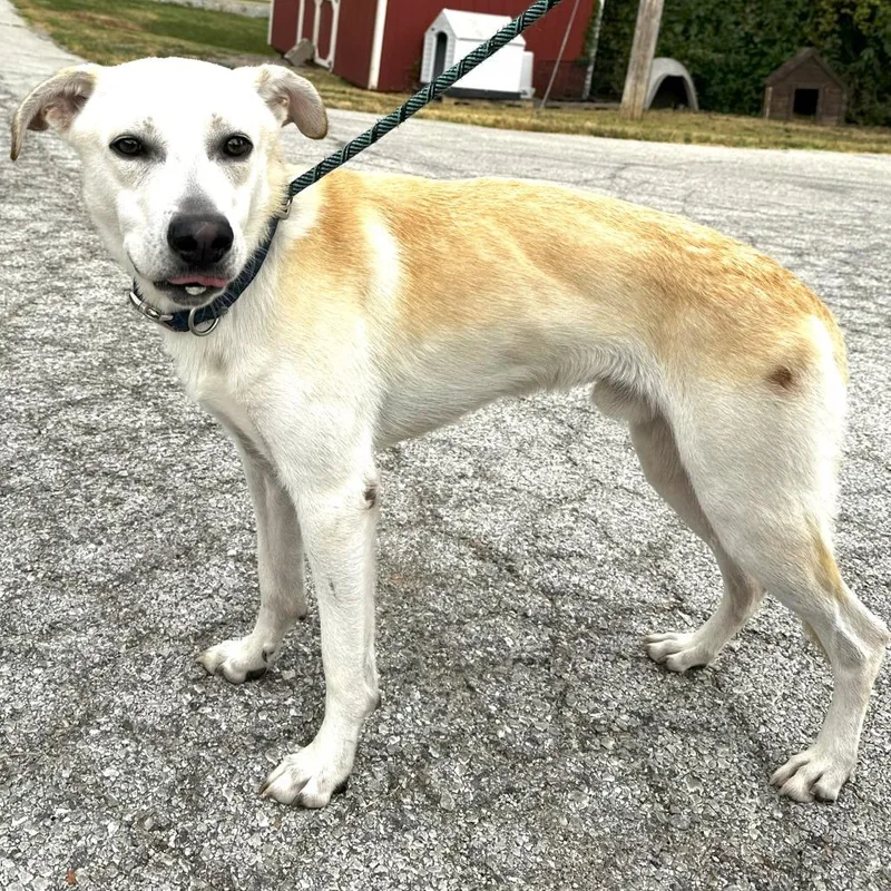 Soda Pop thumbnail 2