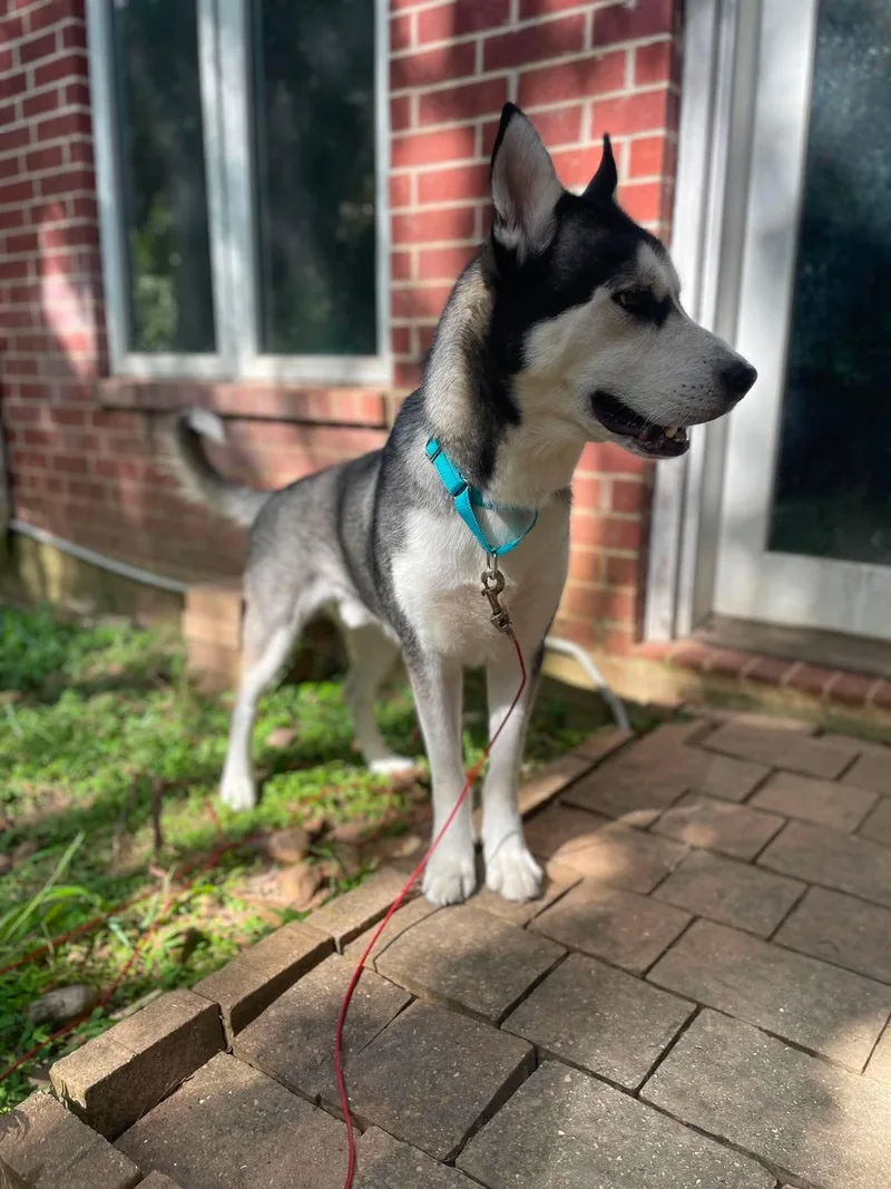 An adult large-sized male Gray / Blue / Silver Husky dog named Richie for adoption in Humble, TX