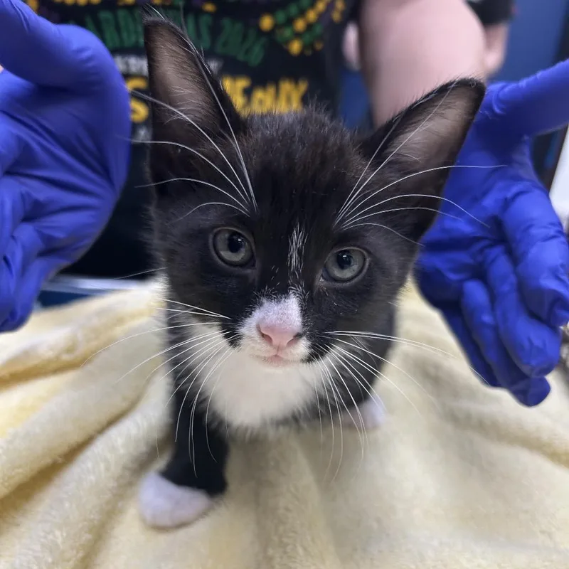 A baby small-sized female Black Domestic Short Hair cat named Islet for adoption in Galveston, TX