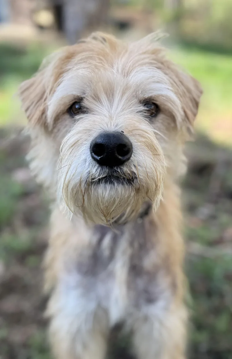 An adult medium-sized male Golden Wheaten Terrier dog named Rusty for adoption in Tomkins Cove, NY