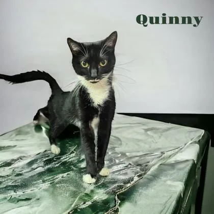 Quinny thumbnail 4