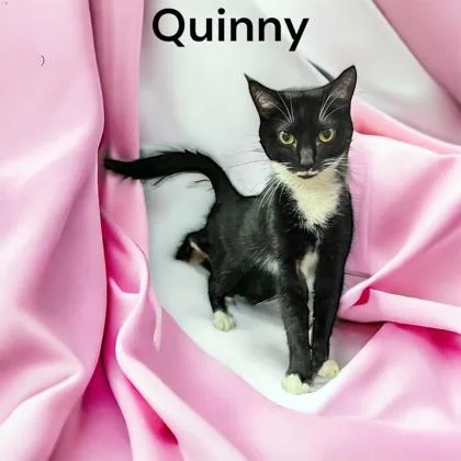 Quinny thumbnail 5