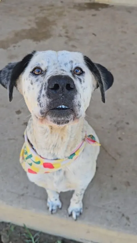 A young medium-sized female Harlequin Dalmatian dog named Domino for adoption in San Antonio, TX
