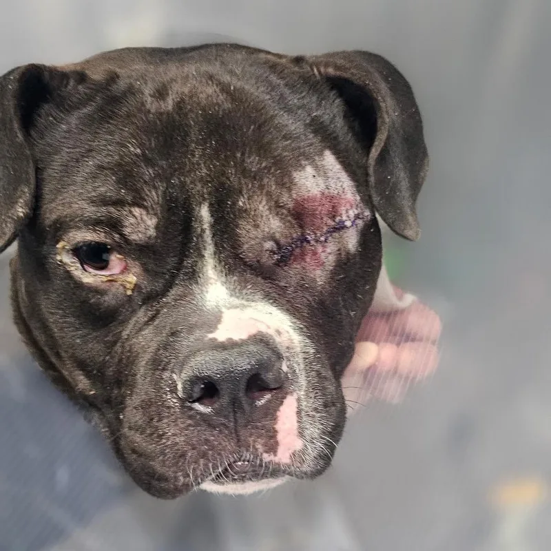 An adult small-sized male Black Pit Bull Terrier dog named Lionel ~ Coming Soon!!! for adoption in Chicago, IL