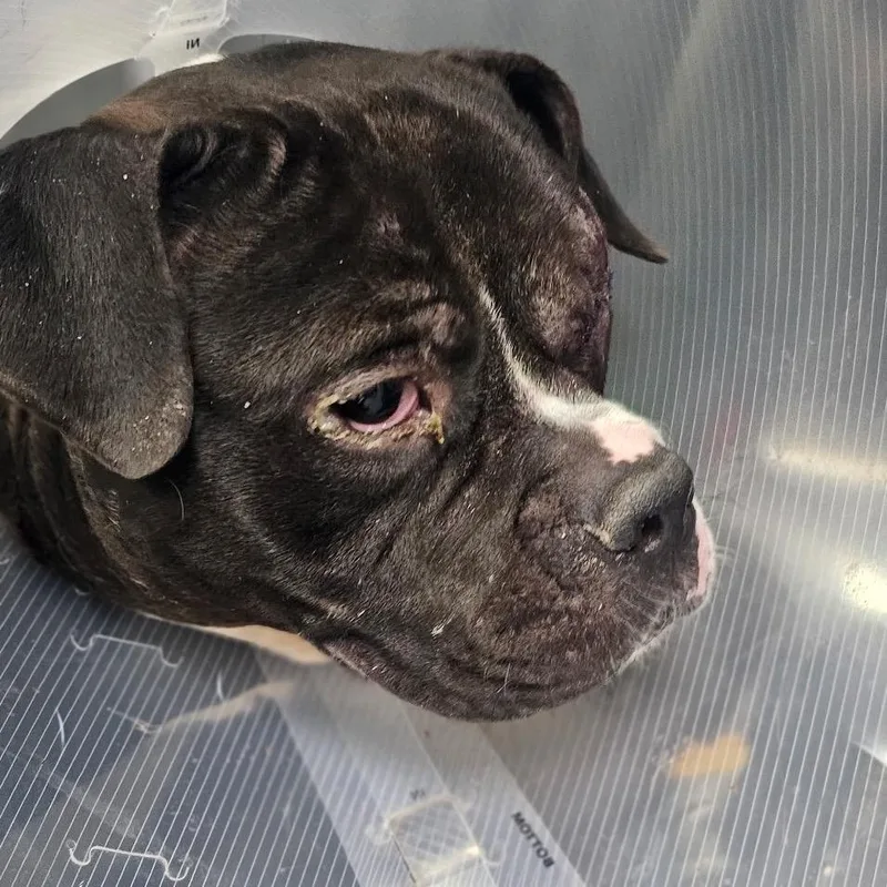 Lionel ~ Coming Soon!!! thumbnail 3