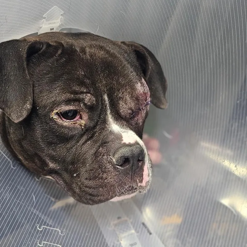 Lionel ~ Coming Soon!!! thumbnail 4