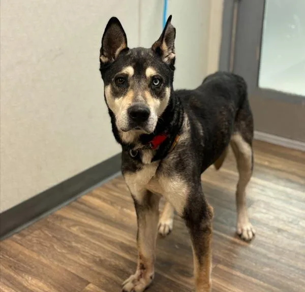 An adult large-sized male Siberian Husky dog named Lamb for adoption in San Diego, CA