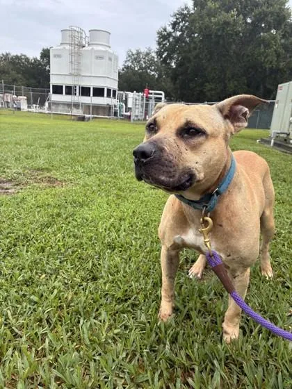 An adult large-sized male Mixed Breed dog named Mufasa for adoption in Vero Beach, FL